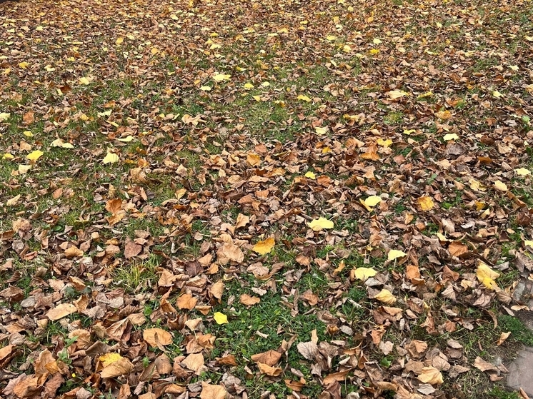 В Орле появится лавандовое поле