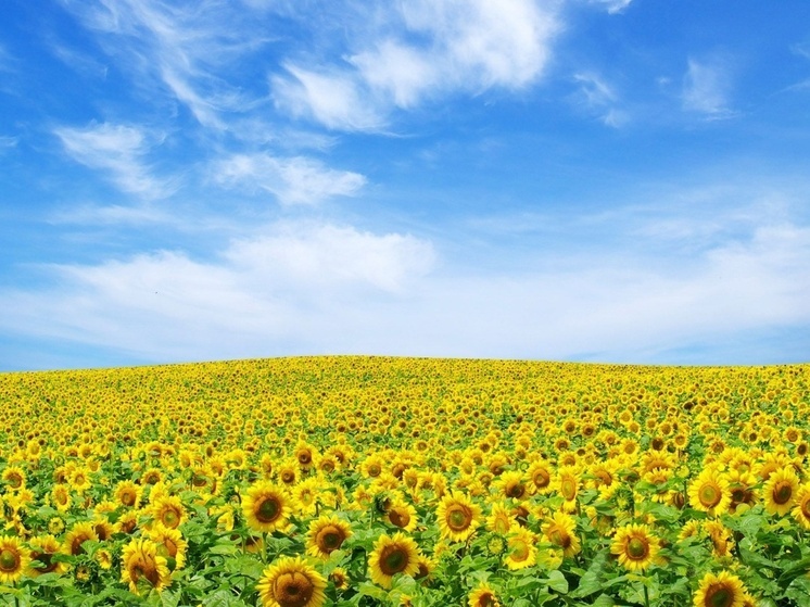 В Пензенской области собрано более 650 тысяч тонн подсолнечника