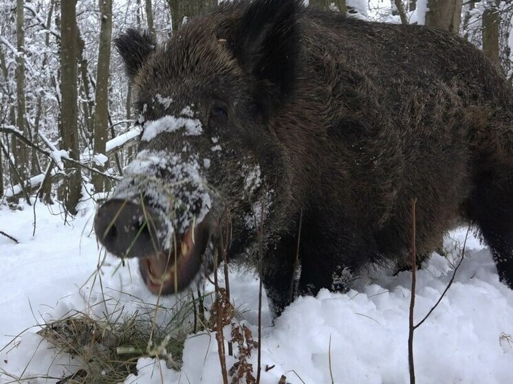 Ленинградские кабаны решили отказаться от «вкусняшек» ради дам на время гона