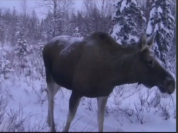 На Ямале прогулку семейства лосей сняли на видео