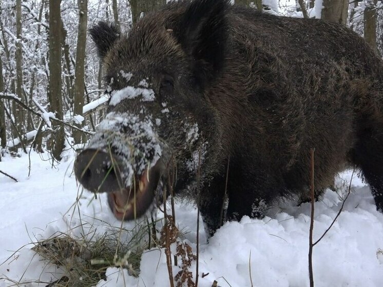 В Ленобласти веселый кабан предложил своей спутнице подкрепиться