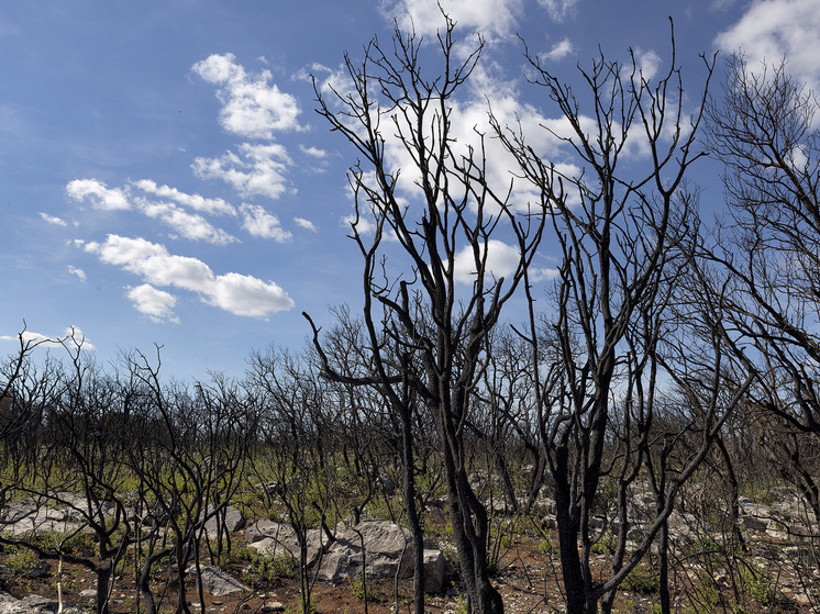 Крупный лесной пожар вспыхнул в окрестностях Новороссийска