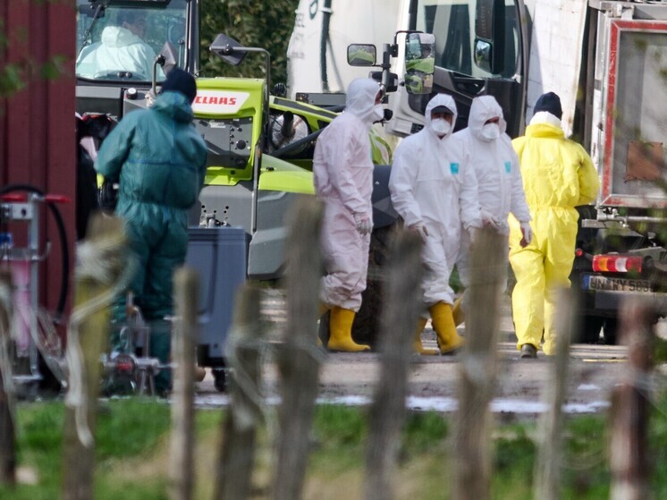 В США зарегистрирован первый в истории случай смерти от от редкого штамма птичьего гриппа H5N5