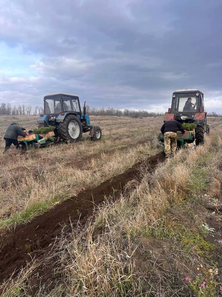 В ЛНР высадили больше 26 га лесных культур