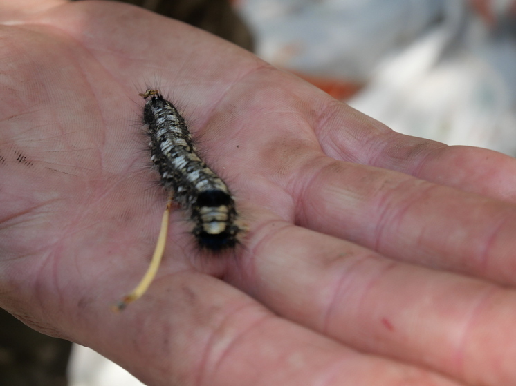 Лесопатологи выявили в Бурятии новые очаги сибирского шелкопряда