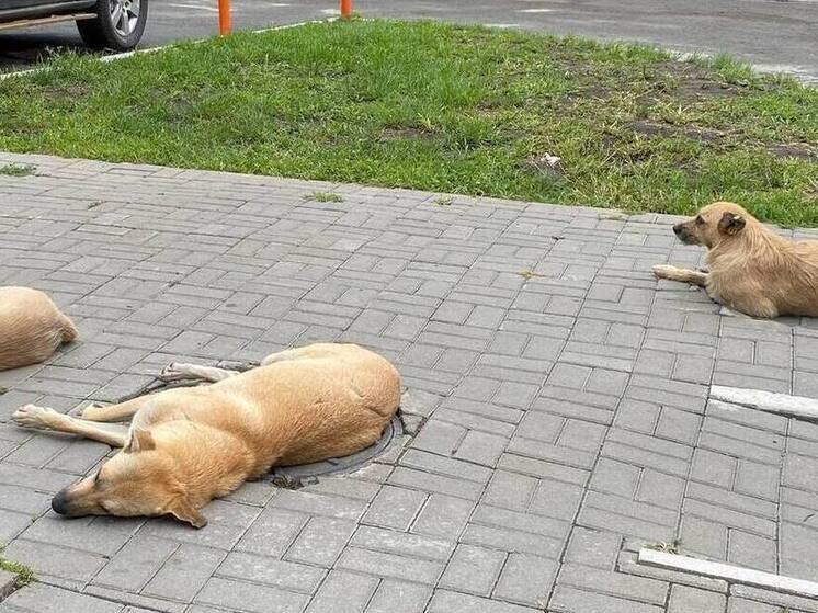 С начала года в Барнауле отловили 750 собак