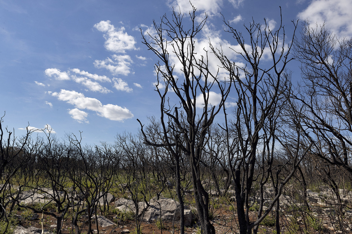 Крупный лесной пожар вспыхнул в окрестностях Новороссийска