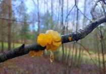 Гриб, похожий на мармеладку, нашла в лесу под Истрой местная жительница