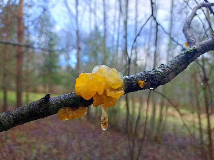 Гриб, похожий на мармеладку, нашла в лесу под Истрой местная жительница