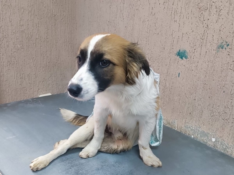 В Ростовской области волонтеры и ветврачи пытаются помочь псу с жуткими переломами