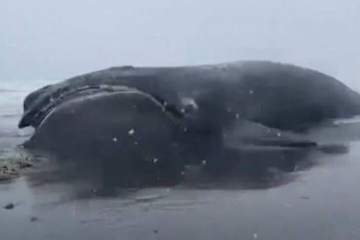 Редкого японского кита вынесло на берег российского региона
