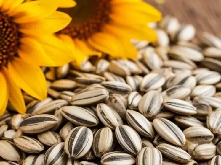 В крупной партии подсолнечника в Ростовской области обнаружили семена амброзии полыннолистной