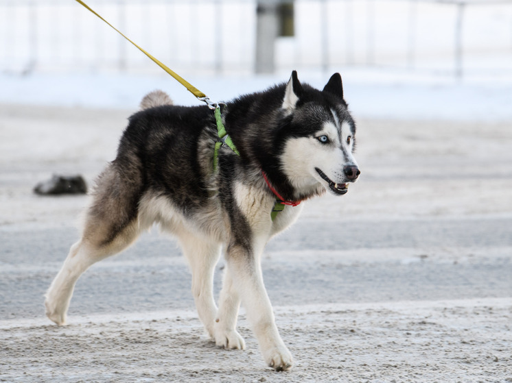 Хаски в Красноярском крае вернулась к хозяйке после полугода скитаний