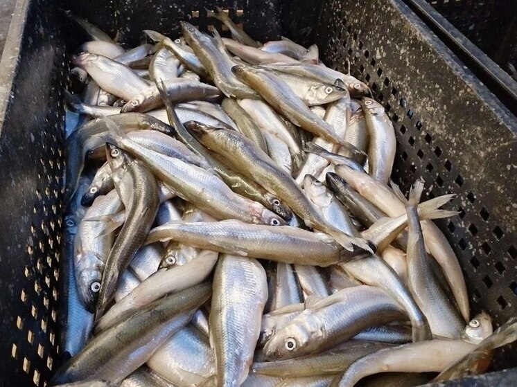 Калининградские рыбозаводы нарастили переработку на 13% за девять месяцев