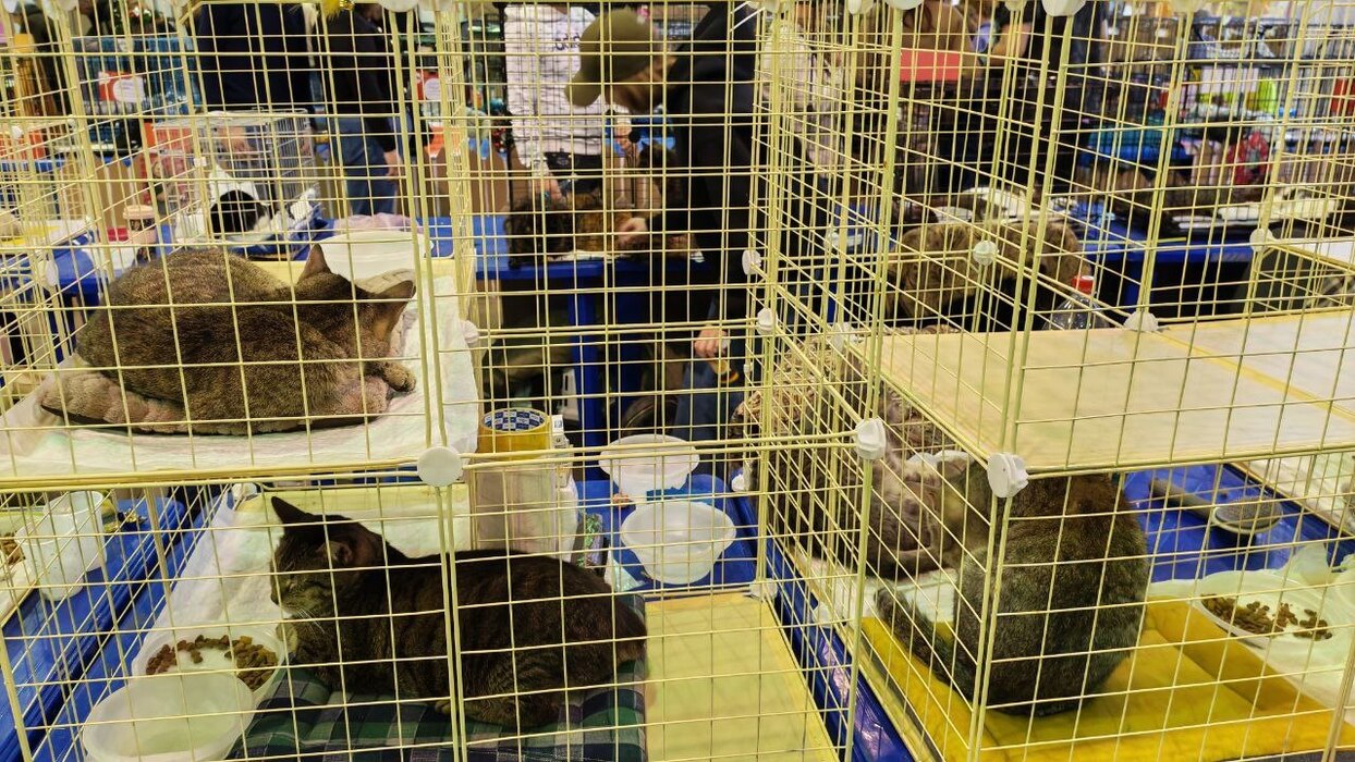 Как сотни хвостиков искали себе новых хозяев: фоторепортаж с выставки в Самаре