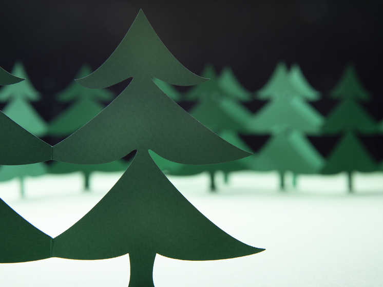 В Красноярском крае стартовала экологическая акция «Бумажная ель»