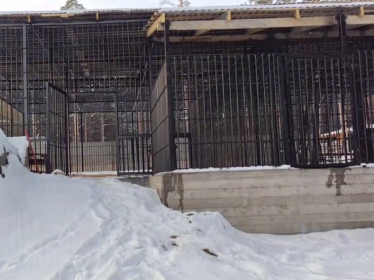 В Этнографическом музее Улан-Удэ построили новый вольер для бурых медведей