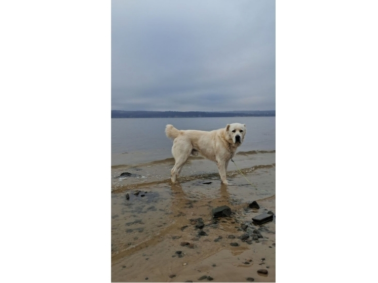 «Акдус устал зиму ждать уже!»: Минниханов поделился новым фото своего пса