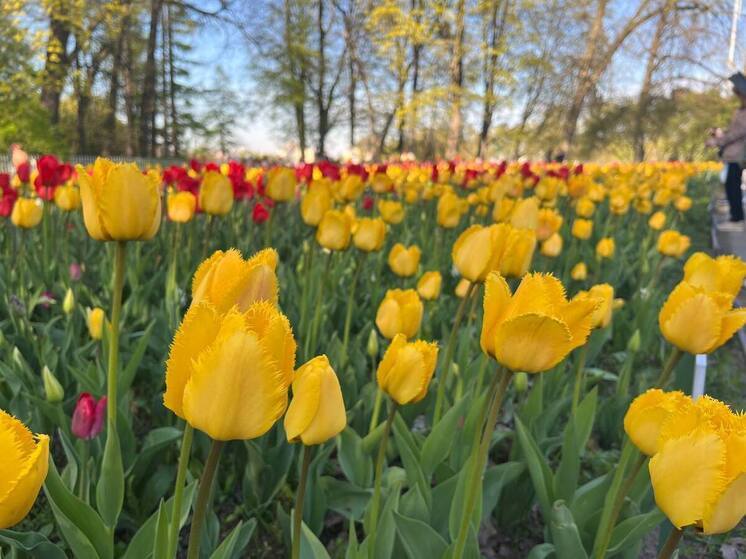 Почти 15 тысяч луковиц тюльпанов высадили в Мурманске на этой неделе