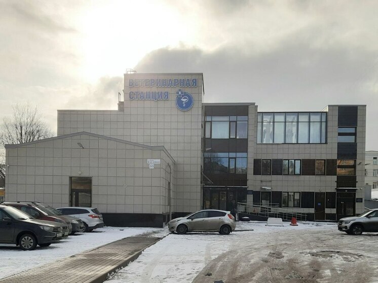 Ветеринары в Петербурге спасли проглотившего трусы хозяйки бульдога Алмазика