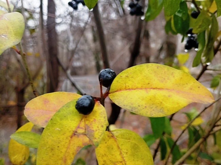 Сила магнитной бури 24 ноября составит 4 балла: пассивный день