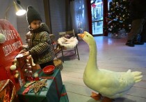 Запах мандаринов, огни гирлянд, ожидание чуда… Для многих Новый год — это самый любимый праздник