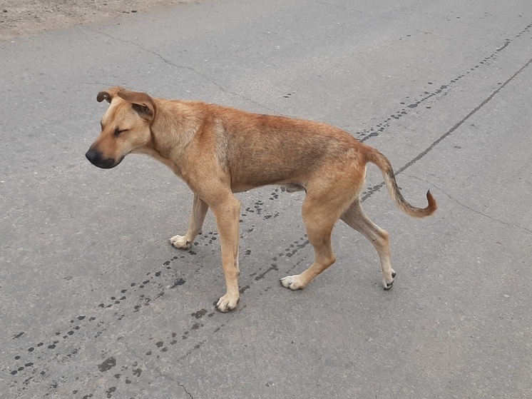 Собачий стресс: саратовцы получили первые новогодние советы