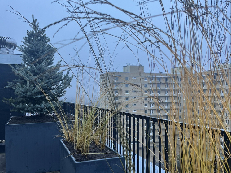 В Архангельске высадили деревья прямо на крыше жилой новостройки