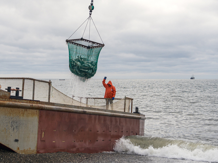 Рыбопромышленники Сахалина направят 15% платежей за участки на социальные нужды