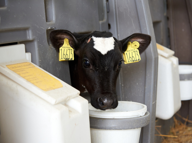 Новосибирский молокозавод сделает ставку на экспорт детской сыворотки