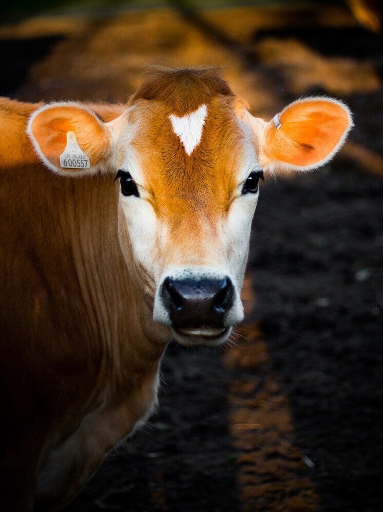 В Бурятию завезли крупнорогатый скот без ветеринарных документов