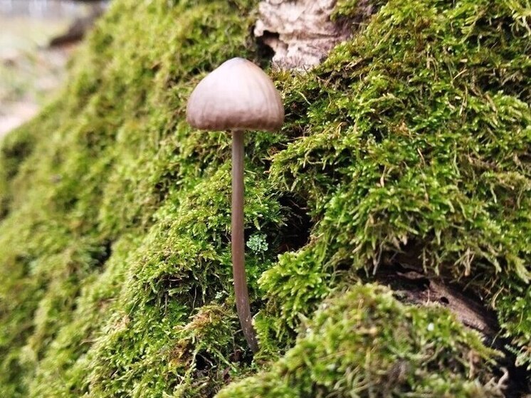 В понедельник воздух прогреется до 11 градусов тепла, затем похолодает