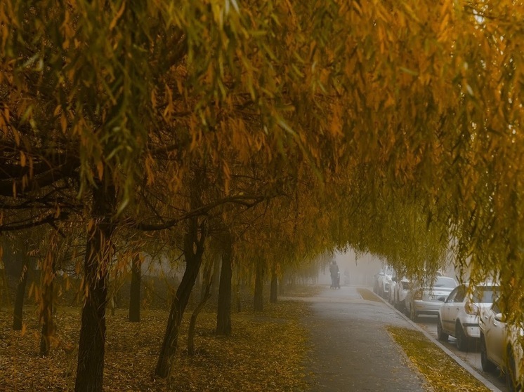 Астраханцам 24 ноября обещают туман и до +14 ℃