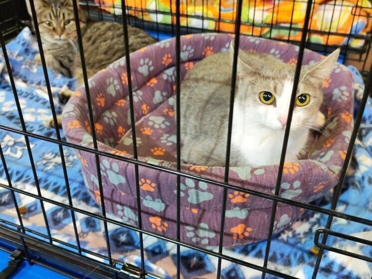 В Самаре прошёл фестиваль помощи бездомным животным «Друг человека»