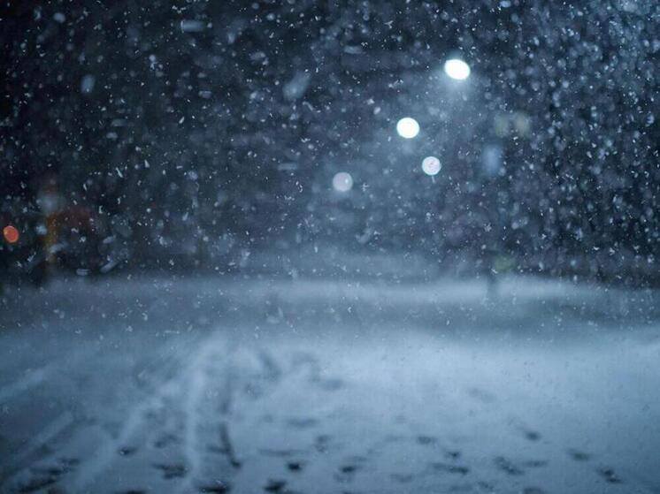 О чем псковичам расскажет сова, подлетевшая к дому