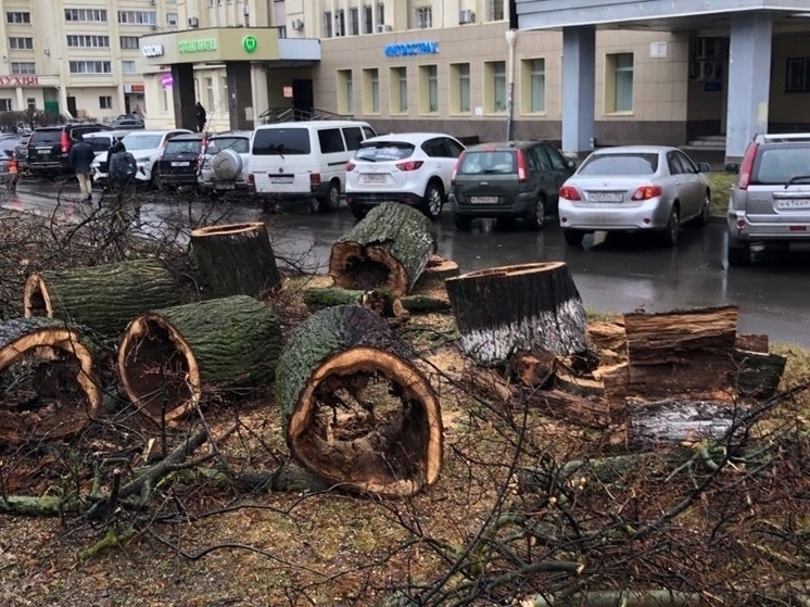 Владимирцам показали состояние спиленных администрацией деревьев