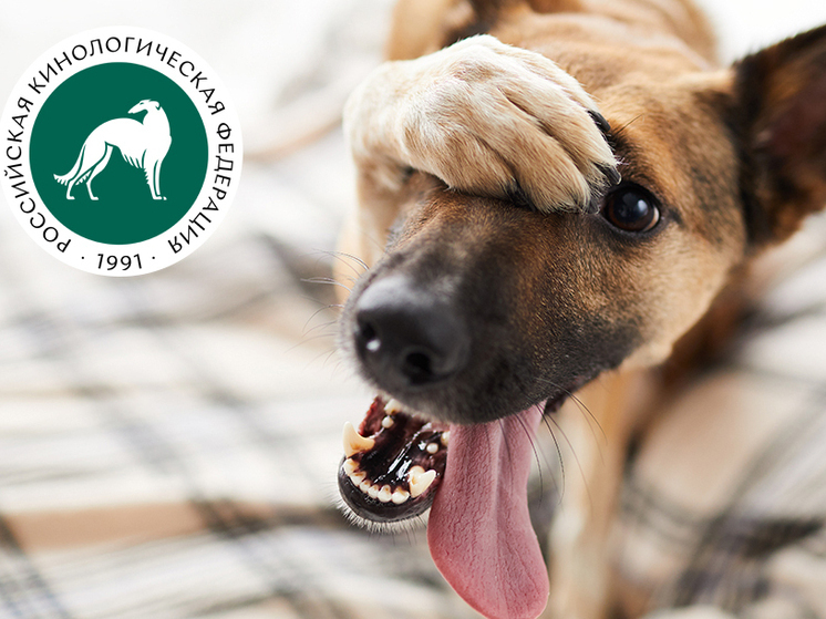 Осенние аллергии у собак: симптомы, тесты, лечение