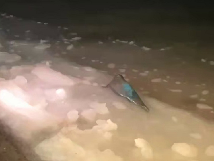 Раненого тюленя в Териберке спасли и выпустили в море