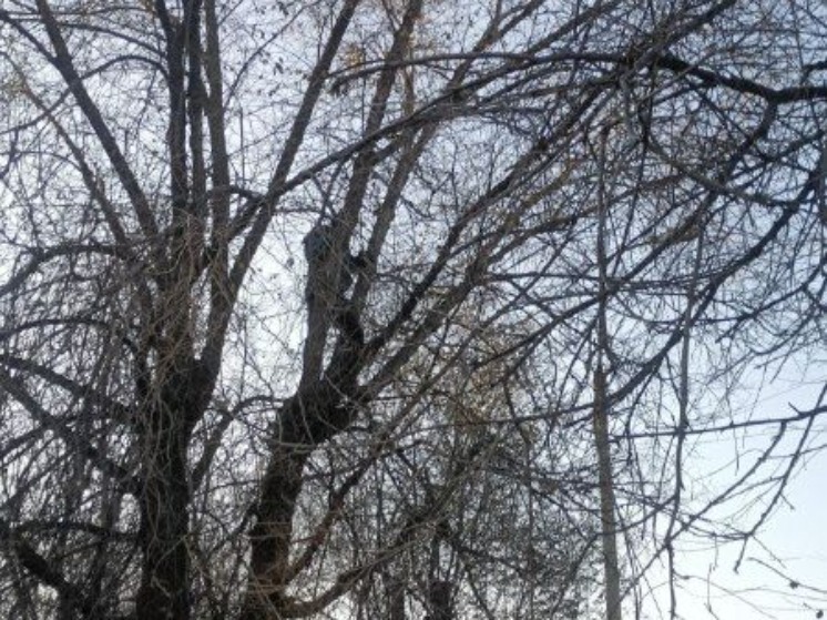 Астраханские спасатели сняли подростка с трехметрового плена на дереве