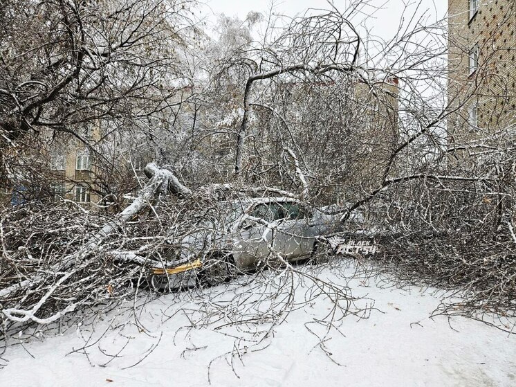Мокрый снег в Новосибирске привёл к падению деревьев на автомобили