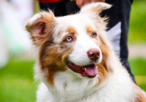 Ученые утверждают, что собаки могут быть нейродивергентными, как и люди - вот основные признаки, на которые следует обратить внимание