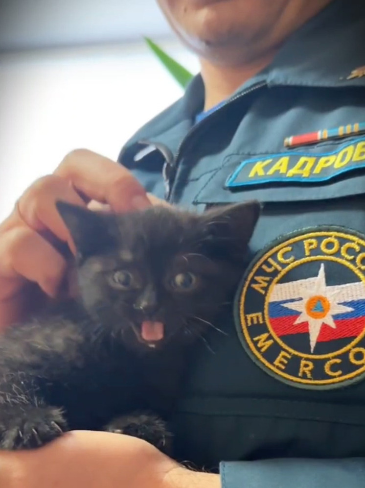 Котенок по кличке Уголек стал новым сотрудником пожарной части Ижевска
