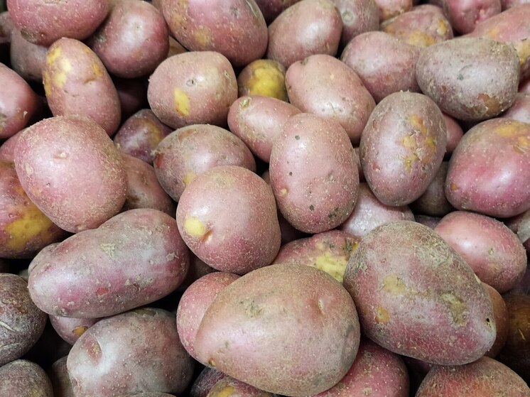 Новгородские аграрии собрали более 107 тысяч тонн картофеля