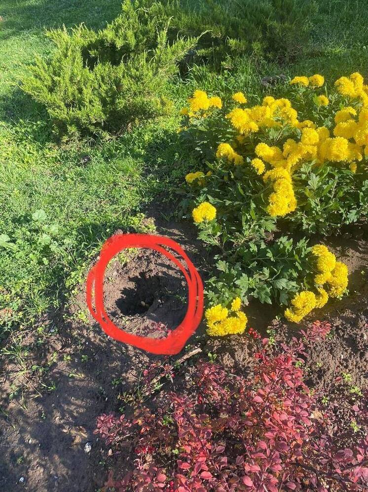 В столице Калмыкии кражи с клумб фиксируют на камеры