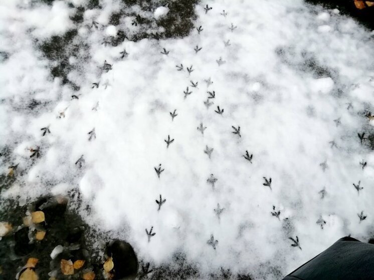 Последние дни ноября на Вологодчине будут теплыми