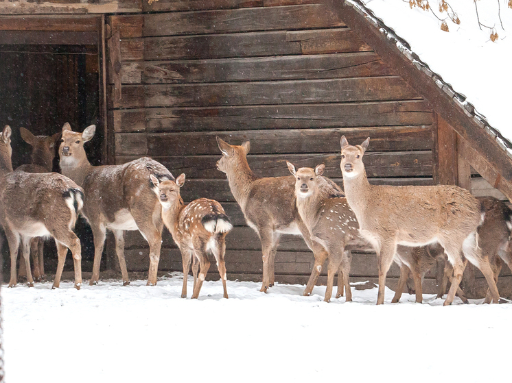 Стадо косуль забрело в жилой район Новосибирска из-за глубокого снега