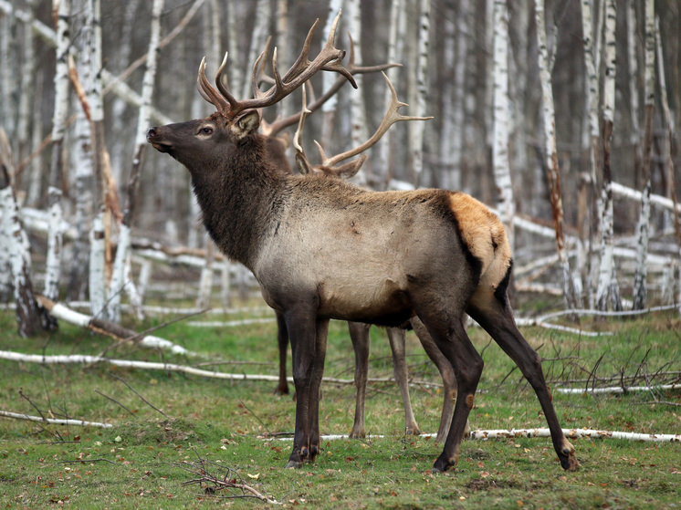 Олень убил спасшую его женщину в США