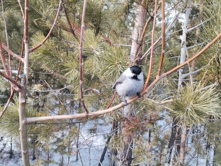 Декабрь в Бурятии обещает быть снежным и морозным