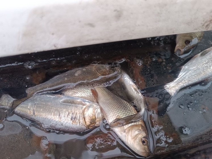 В воронежское водохранилище выпустили сотни тысяч мальков толстолобика
