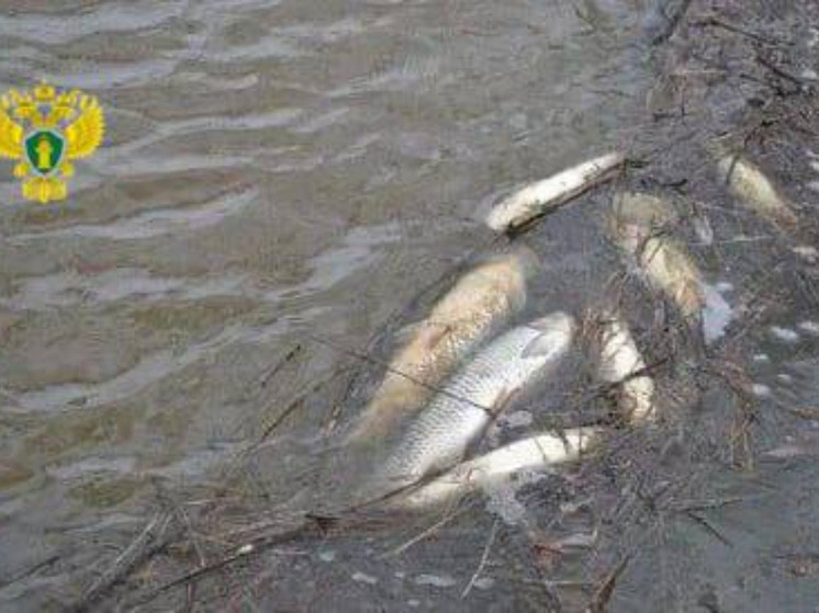 Массовую гибель рыбы зафиксировали в Перемышльском районе